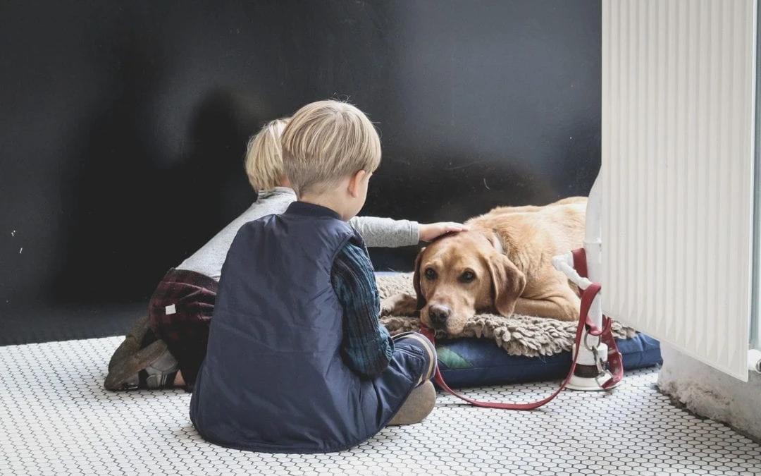 How Educational Tools Help with Pet Euthanasia